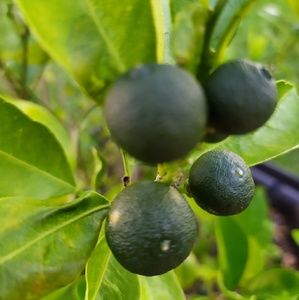 Meet your Posher, Gil